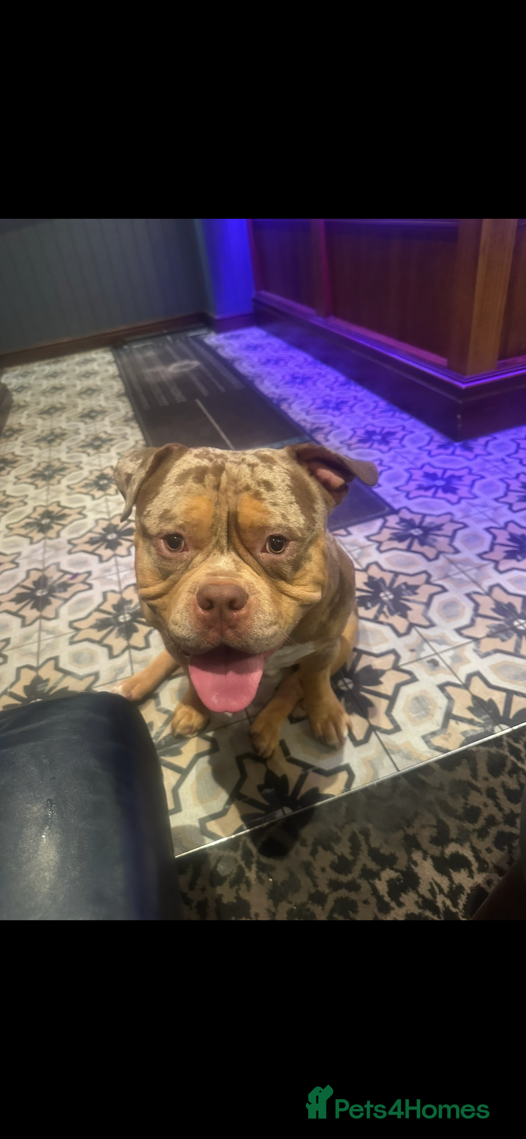 American Bully dogs for sale: Pocket bully  - Image 9