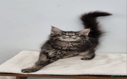 Maine Coon cats for sale: Pedigree GCCF Maine Coon Kitten available  - Image 4