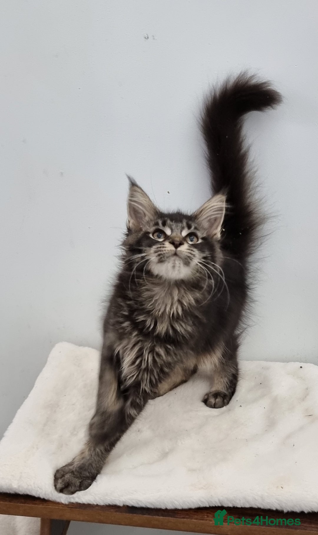 Maine Coon cats for sale: Pedigree GCCF Maine Coon Kitten available  - Image 4