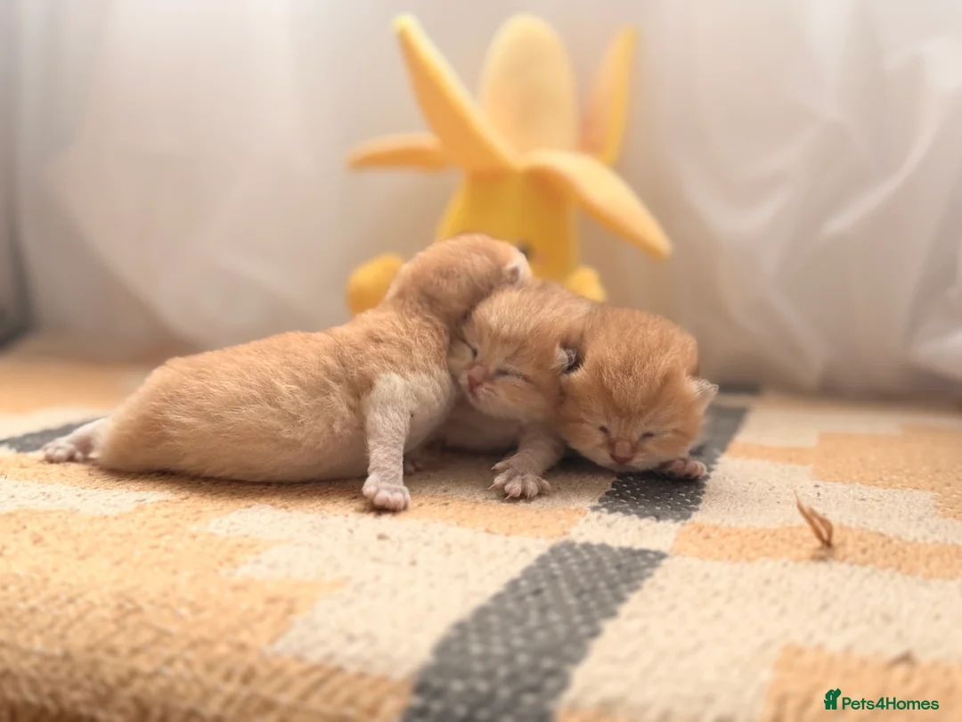 British Shorthair cats for sale: Golden stars 🌟  - Advert 3