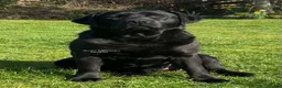 Labrador Retriever dogs for sale: Black Purebred Pedigree Show Line look Labradors - Advert 4