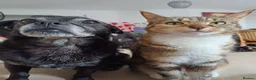 Mixed Breed cats for sale: 2 female adult cats looking for their new ho w in Enfield - Advert 8