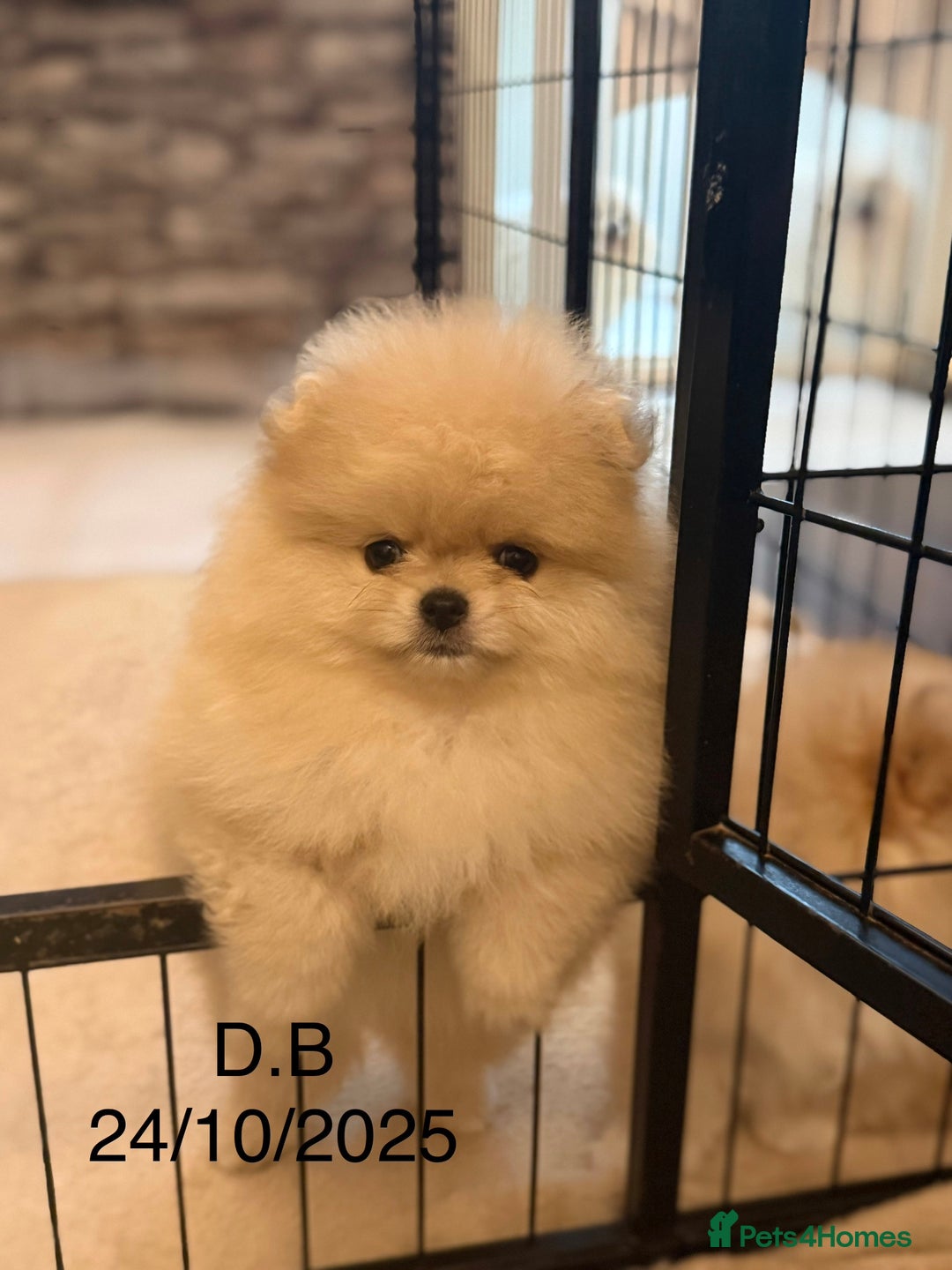 Pomeranian dogs for sale: Teddy Bear Pomeranian Puppies – Top Quality - Advert 2