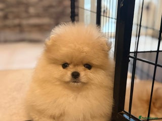 Pomeranian dogs Beautiful Pomeranian Puppies – Ready Now - Advert 10