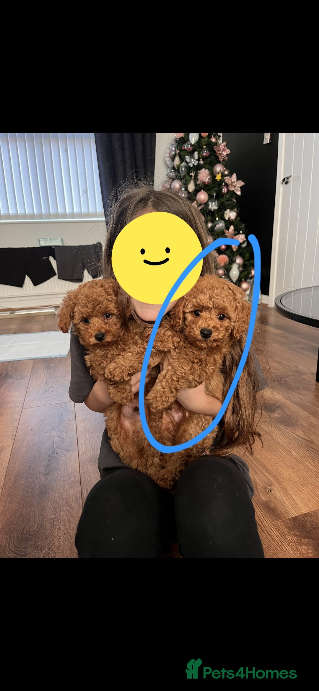 Maltipoo dogs for sale: 1 year old male Maltipoo - Advert 1