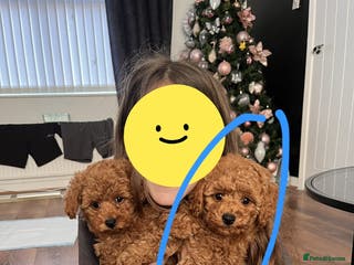 Maltipoo dogs 1 year old male Maltipoo - Advert 6