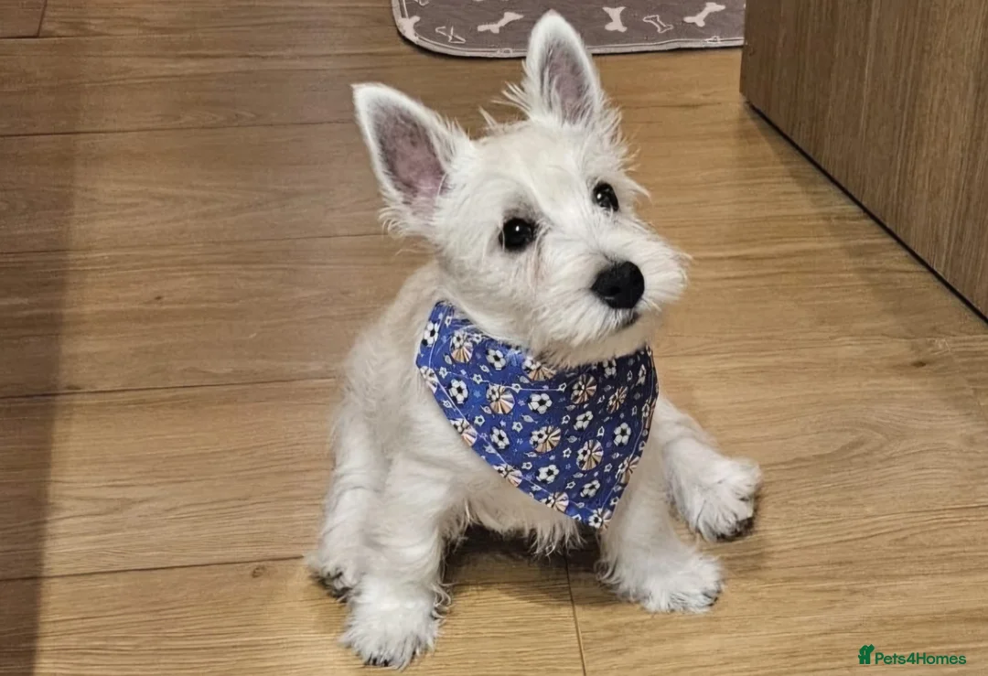 West Highland Terrier dogs for stud: Kennel registered westie for stud in Hounslow - Advert 6