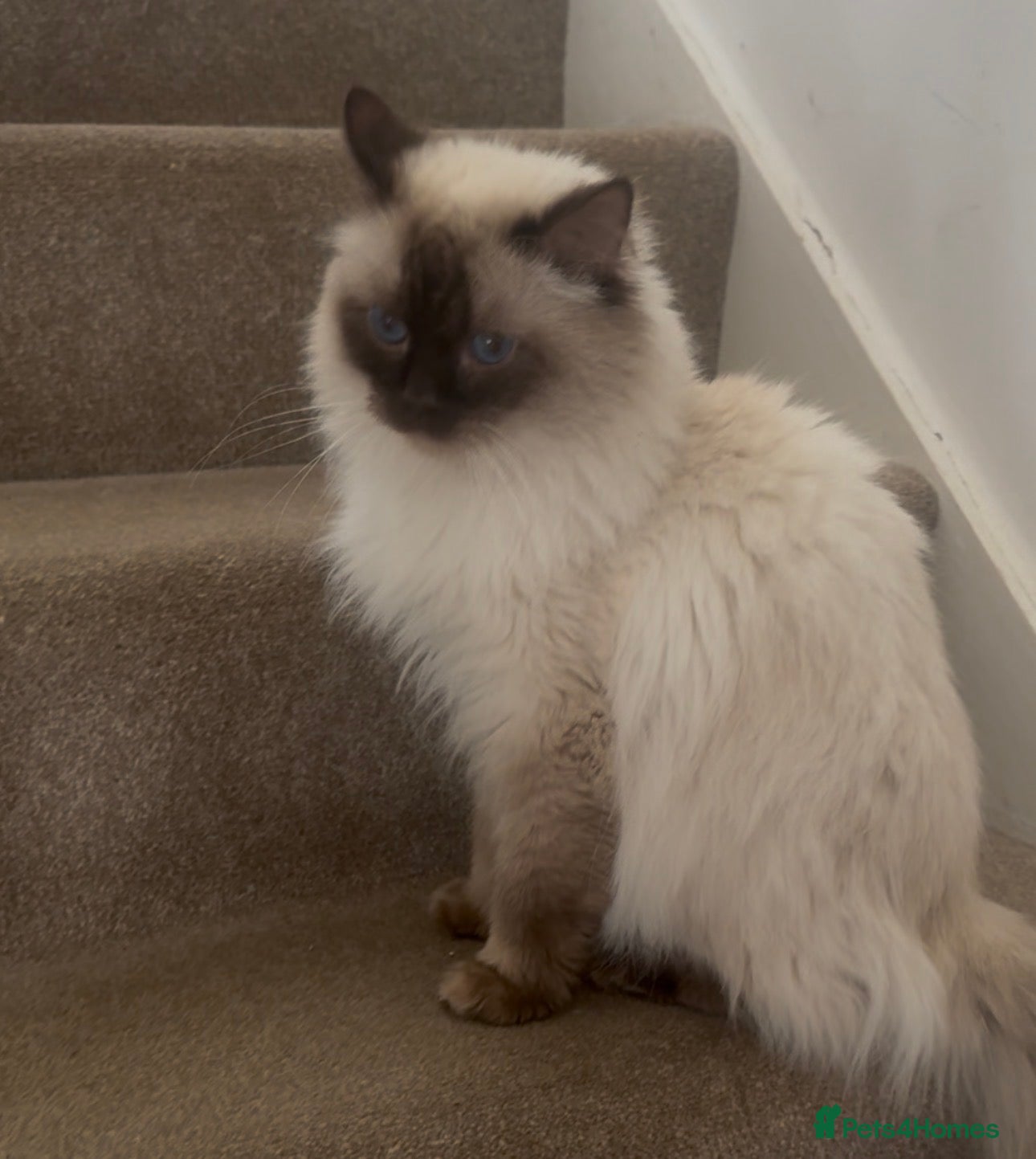 Ragdoll cats for sale: Ragdoll kittens champion breed GCCF show quality  - Advert 5