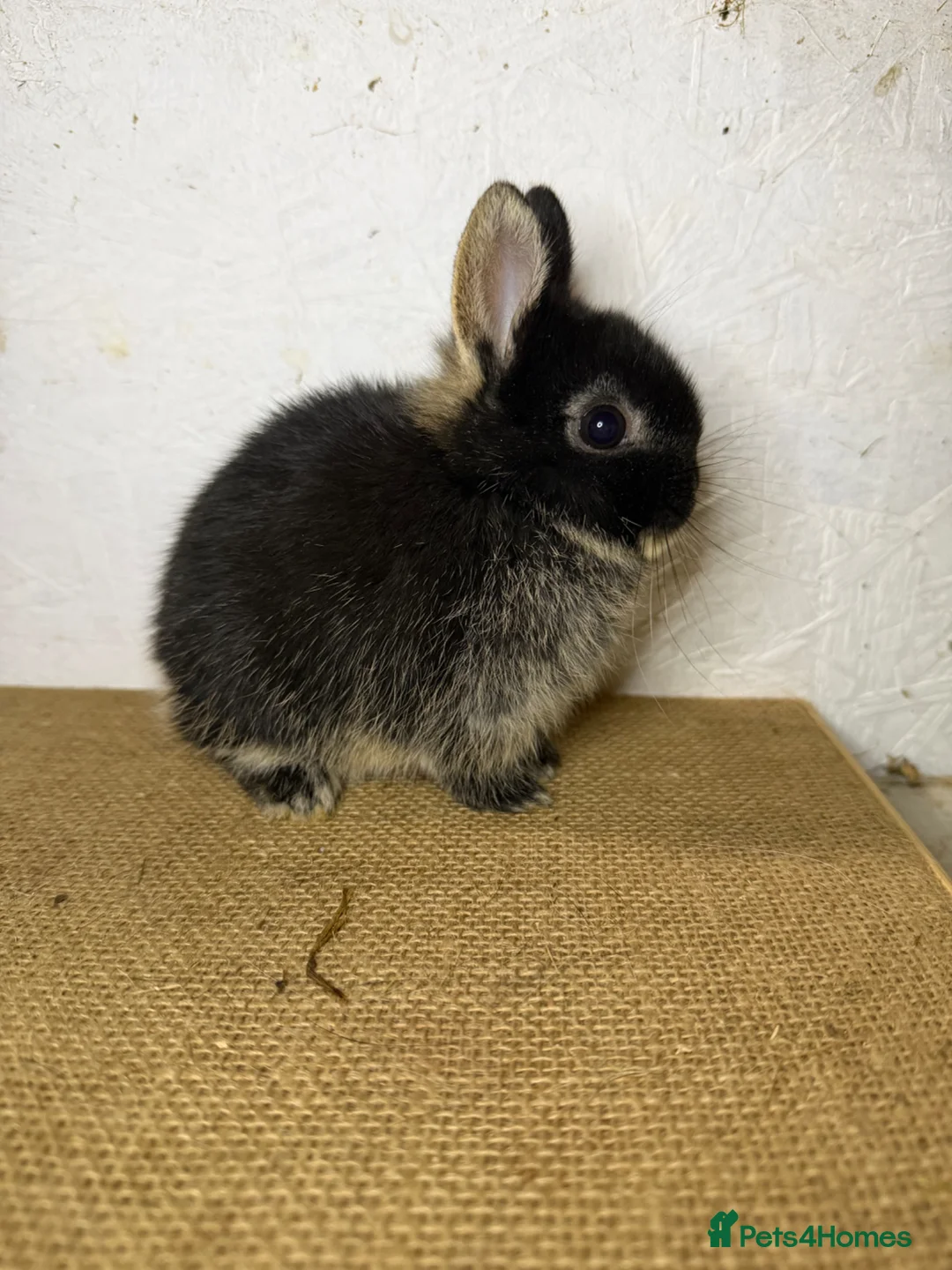Netherland Dwarf rabbits for sale: Gorgeous Netherland dwarfs  - Advert 8