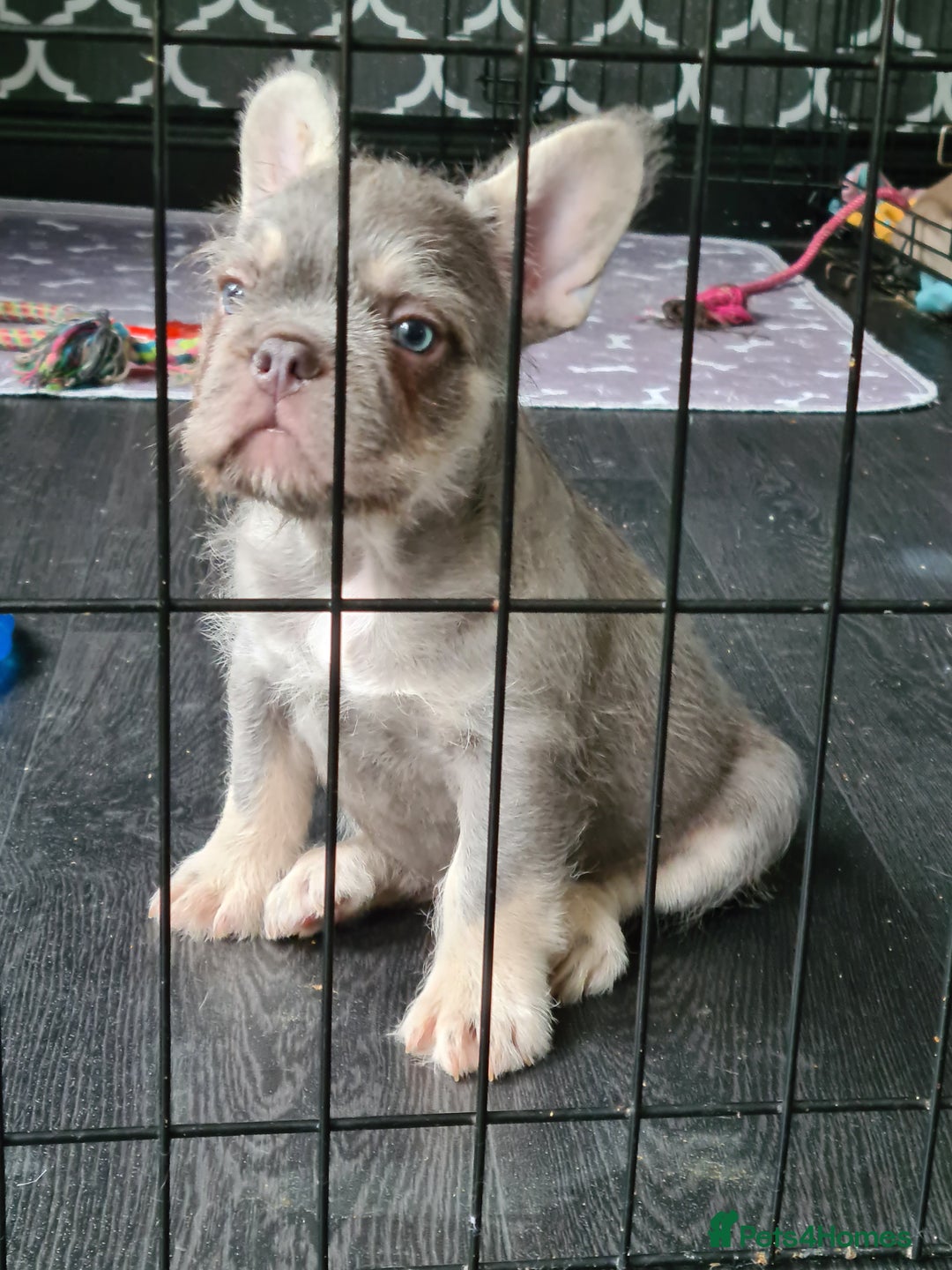 French Bulldog dogs for sale: Big Perm, fluffy and furnished frenchies  - Image 16