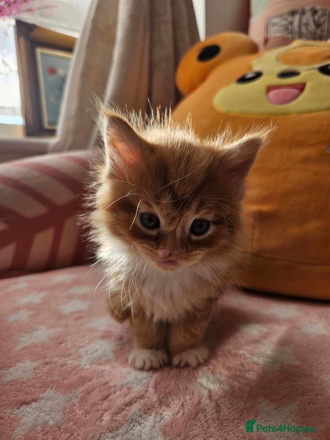 Mixed Breed cats for sale: Beautiful ginger mix long hair maine coon kittens - Advert 11