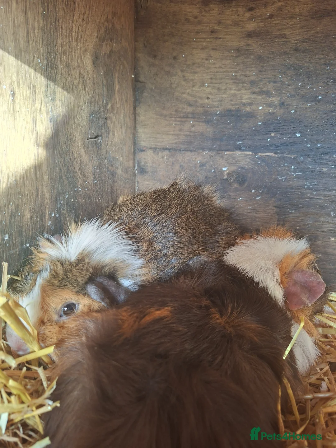 Guinea Pig rodents for sale: 3 Abyssinian Male Guinea Pigs beautiful colours  - Advert 4