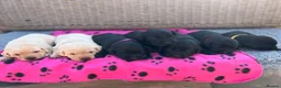 Labrador Retriever dogs for sale: Exquisite KC FTCH Labrador Puppies - Advert 14