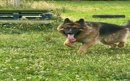 German Shepherd dogs for stud: German Shepherd For Stud - Image 7