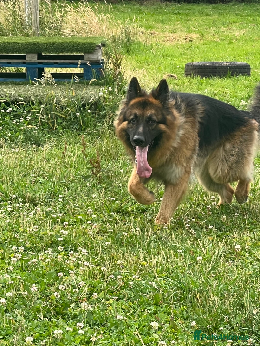 German Shepherd dogs for stud: German Shepherd For Stud - Image 7