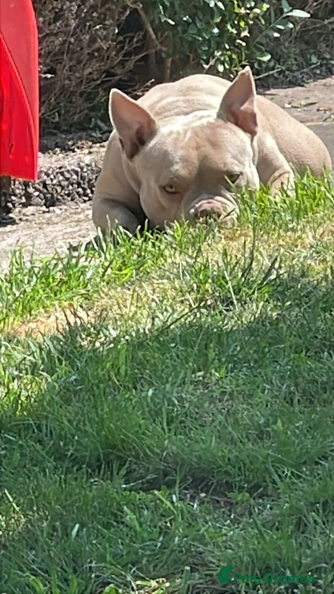 American Bulldog dogs for sale: Pocket bulldogs  - Advert 2
