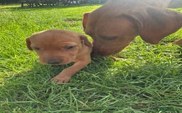 Mixed Breed dogs for sale: Vizla x Fox Red Lab (75/25) Puppies - Image 35