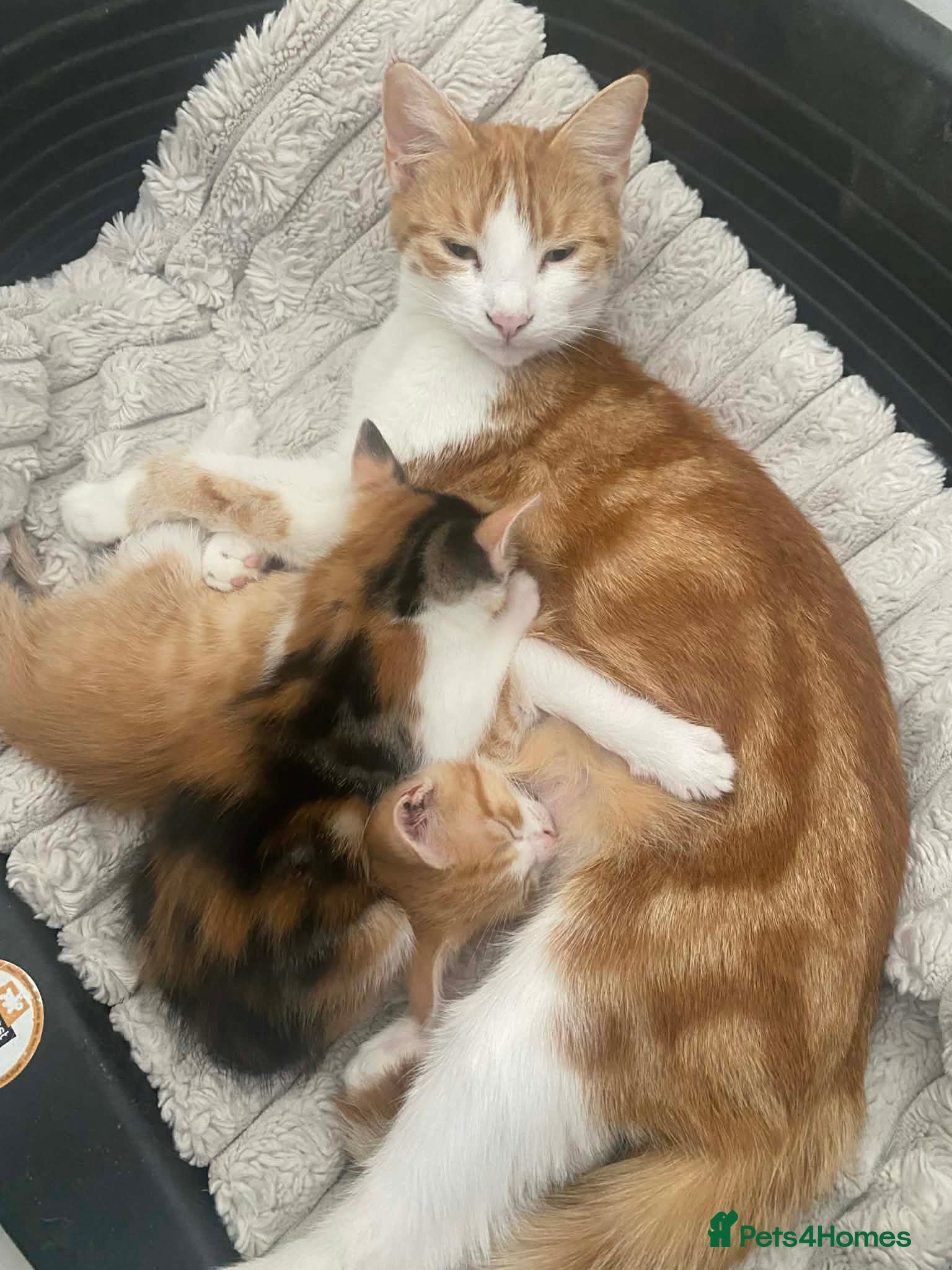 Mixed Breed cats One beautiful baby girl tortoise kitten - Advert 1