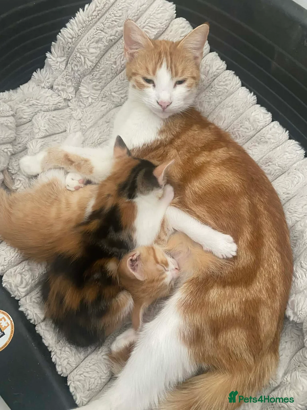 Mixed Breed cats for sale: One beautiful baby girl tortoise kitten - Advert 1