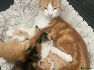 Mixed Breed cats One beautiful baby girl tortoise kitten - Advert 1