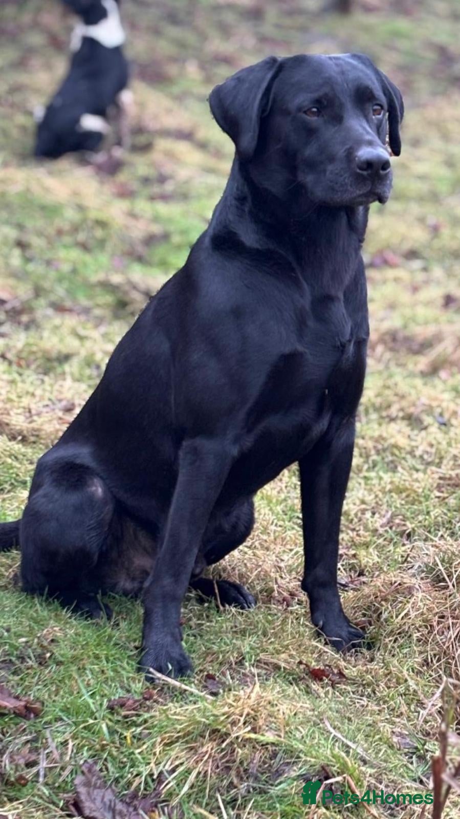 Labrador Retriever dogs KC Reg, FtCh, chunky confident Black Lab pups - Advert 2
