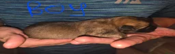 Belgian Shepherd Dog dogs for sale: Belgian Malinois Puppies For Sale. - Advert 8