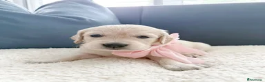 Golden Retriever Puppy 7