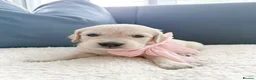 Golden Retriever dogs for sale: Royal Cream Golden Retriever Puppies🤍 🐶 🐾 - Advert 15