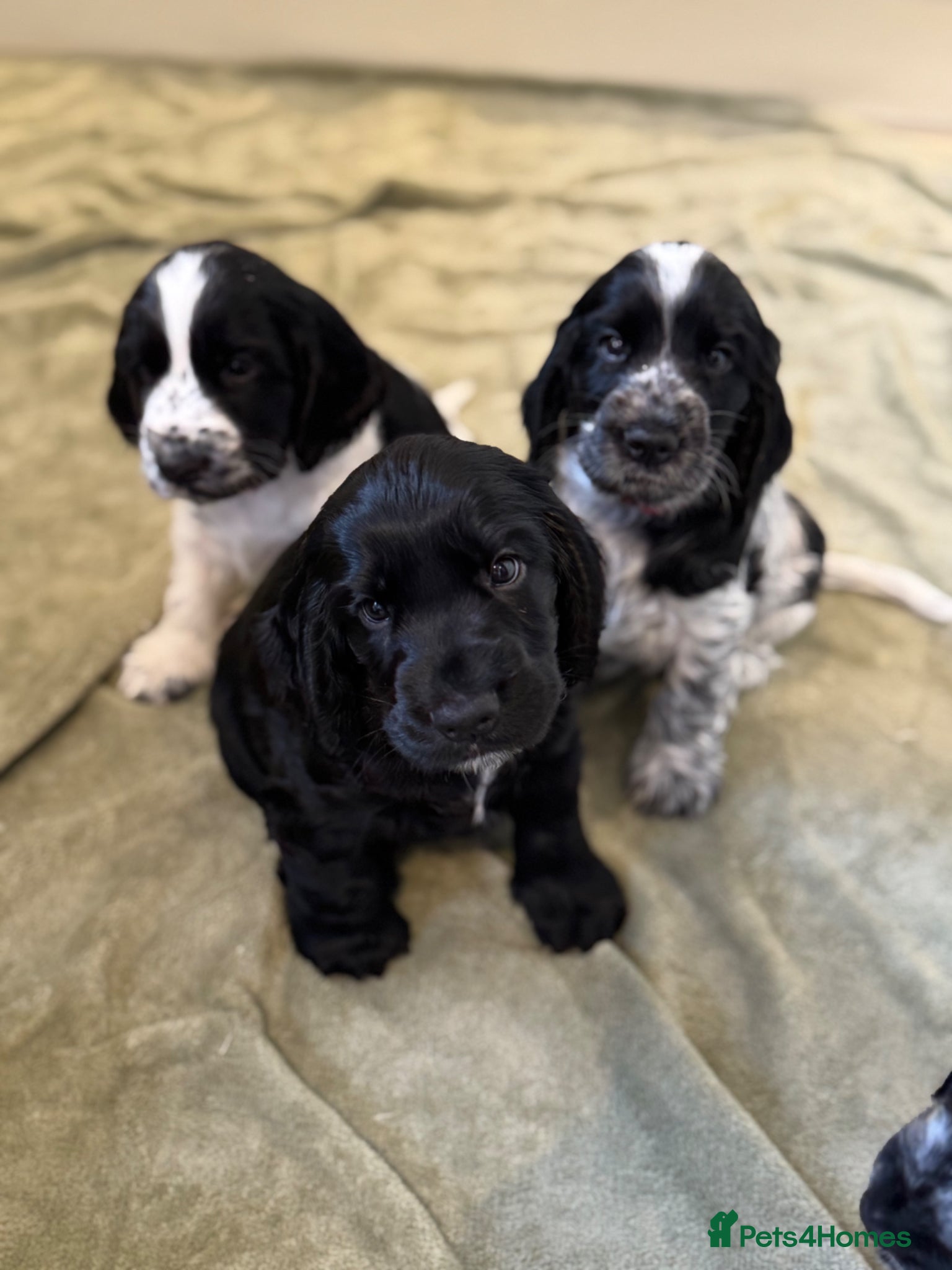 Cocker Spaniel dogs Adorable show cocker spaniel puppies - Advert 1