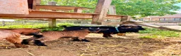 Goats livestock for sale: Pygmy goats  - Advert 4