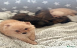 Pomeranian dogs for sale: ** Pomeranian Puppies 🐶🤍🐻🤎 - Image 7