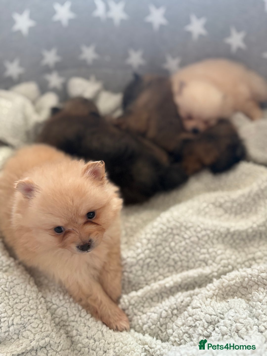 Pomeranian dogs for sale: ** Pomeranian Puppies 🐶🤍🐻🤎 - Image 7