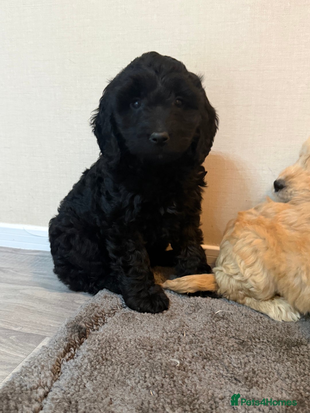 Cockapoo dogs for sale: Cockapoo puppies - Advert 24