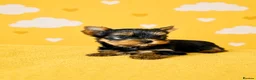 Yorkshire Terrier dogs for sale: Outstanding Show Quality RKC Registered Puppies - Advert 17