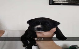 Mixed Breed dogs for sale: Beautiful mastiff cross pups - Image 7