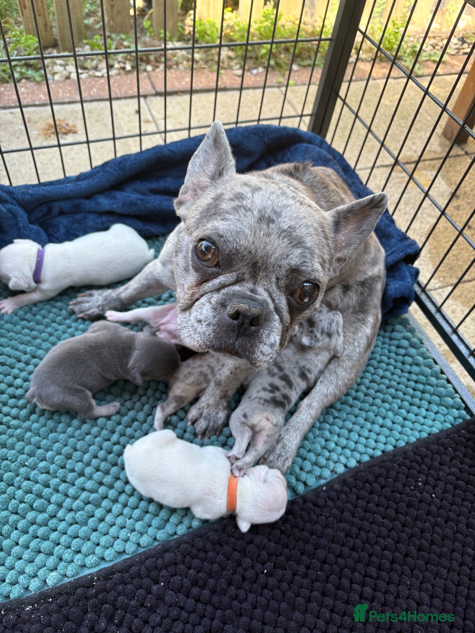 French Bulldog dogs Beautiful French bulldogs - Advert 17