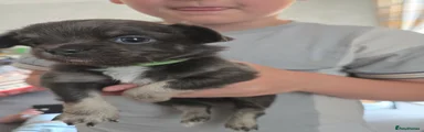 Chihuahua Puppy 3