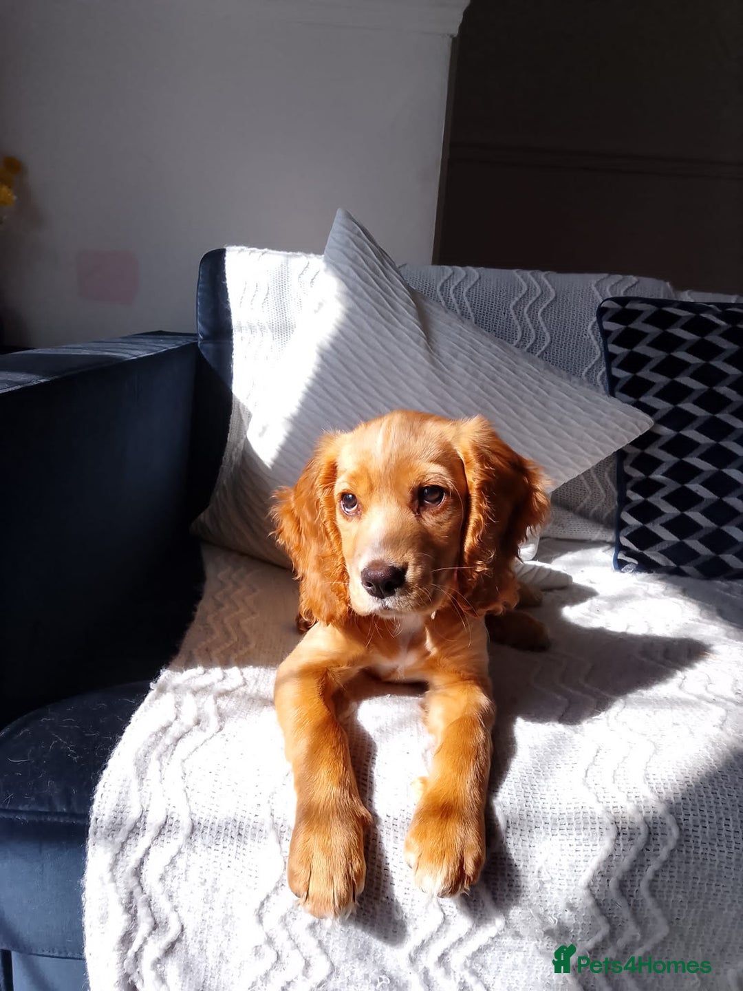 Mixed Breed dogs for sale: Spaniel Pup Rosie - Advert 1