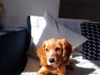 Mixed Breed dogs Spaniel Pup Rosie - Advert 18