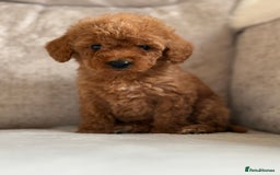 Miniature Poodle dogs for sale: 4 gorgeous miniature girl poodles - Advert 2