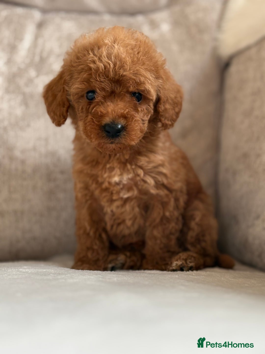 Miniature Poodle dogs for sale: 4 gorgeous miniature girl poodles - Advert 2