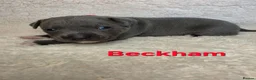 Staffordshire Bull Terrier dogs for sale: BLUE STAFFY PUPPIES ⭐️ WORLD CUP LITTER ⚽️ - Advert 9