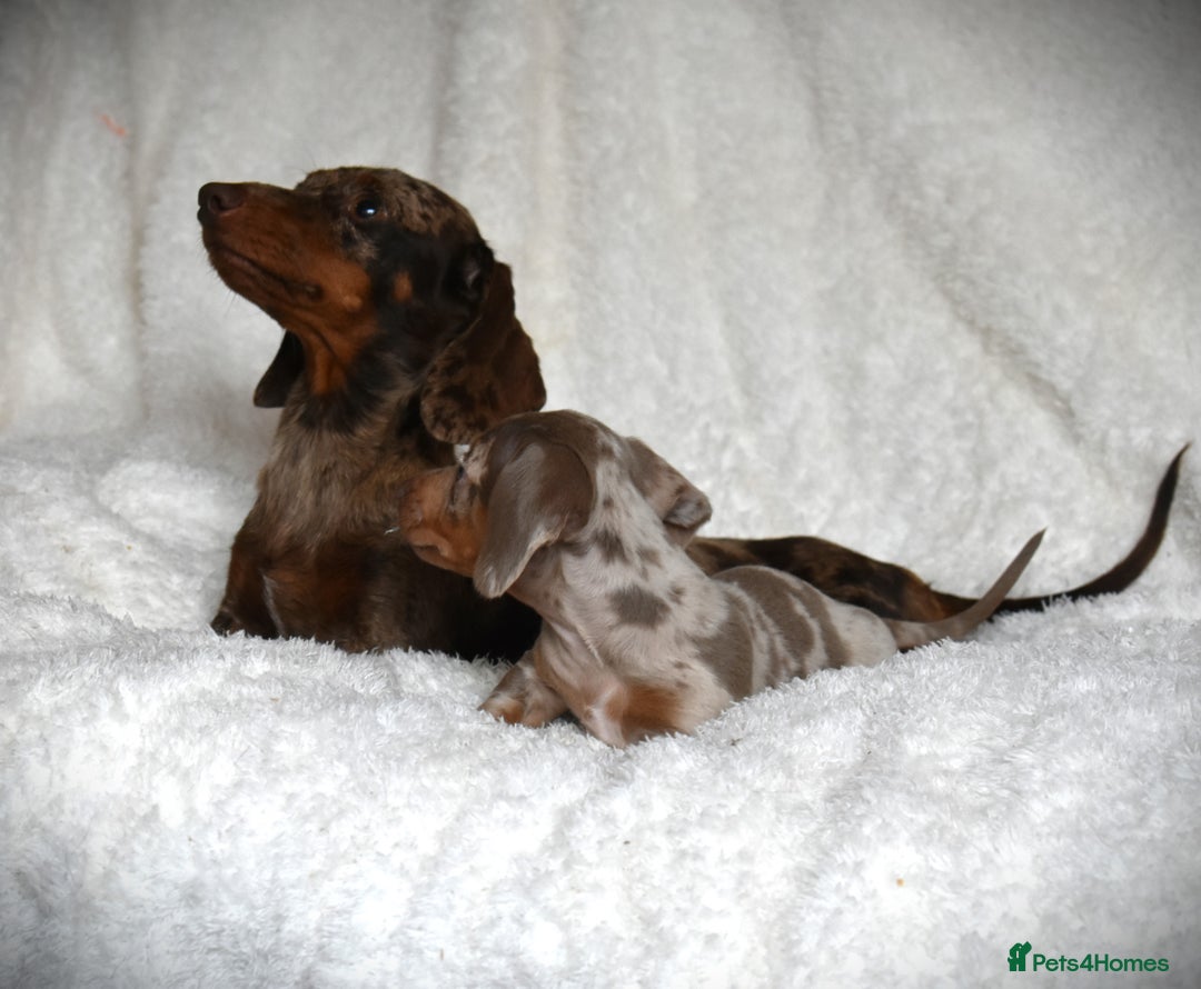 Dachshund dogs for sale: true miniature dachshund puppies  - Image 13