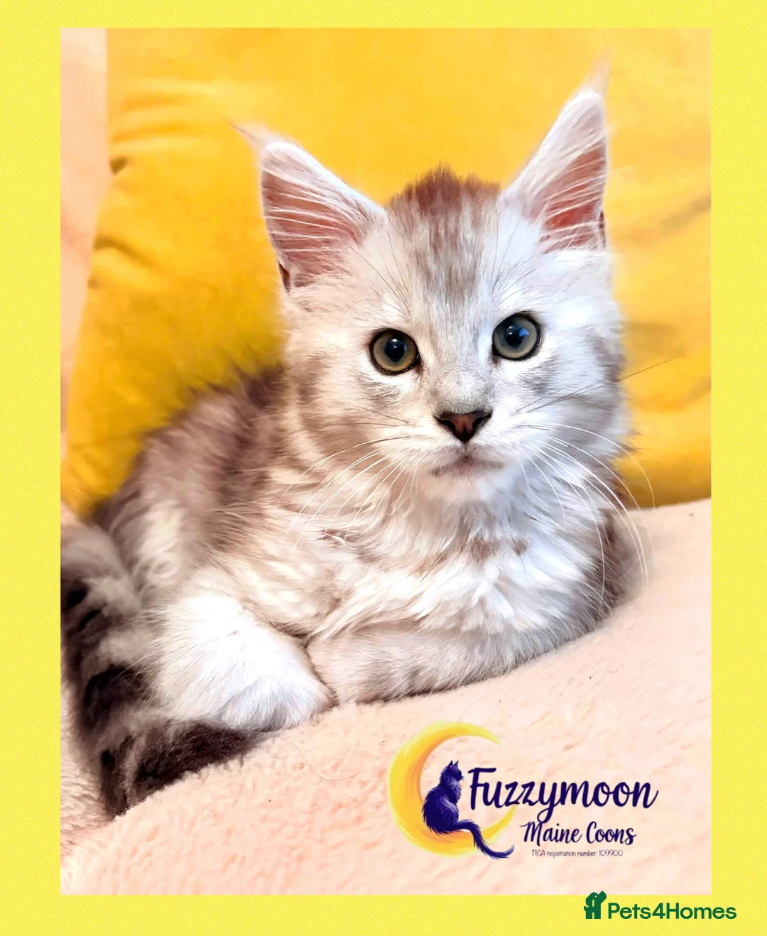 Maine Coon cats for sale: Gorgeous Shaded Pedigree Maine Coon Kittens - Advert 20