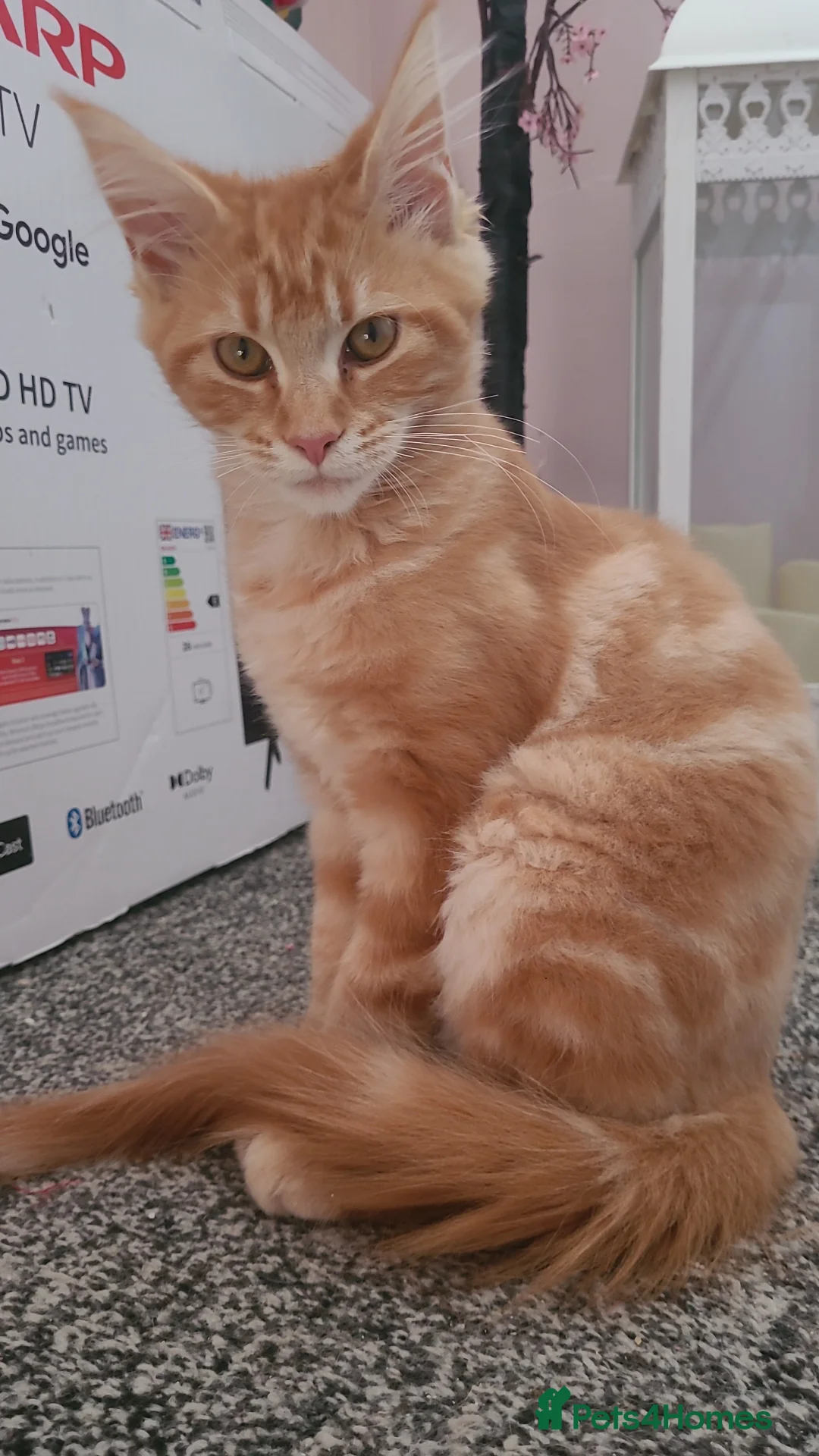 Maine Coon cats for sale: Ginger Maine Coon Kittens  - Advert 13