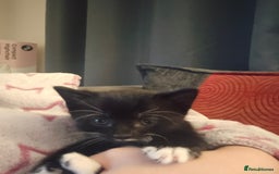 Mixed Breed cats for sale: 3 kittens looking for their forever homes.  - Image 9