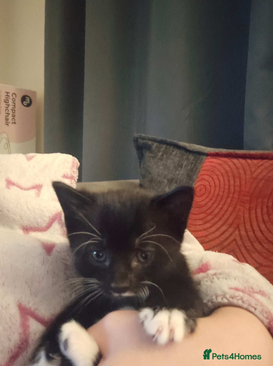 Mixed Breed cats for sale: 3 kittens looking for their forever homes.  - Image 9