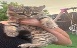 Brazilian Shorthair cats for sale: Last 2 gold tabby left ****READY TO GO ***** - Image 28