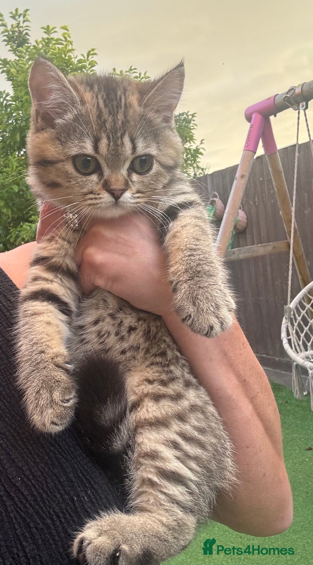 Brazilian Shorthair cats for sale: Last 2 gold tabby left ****READY TO GO ***** - Image 28