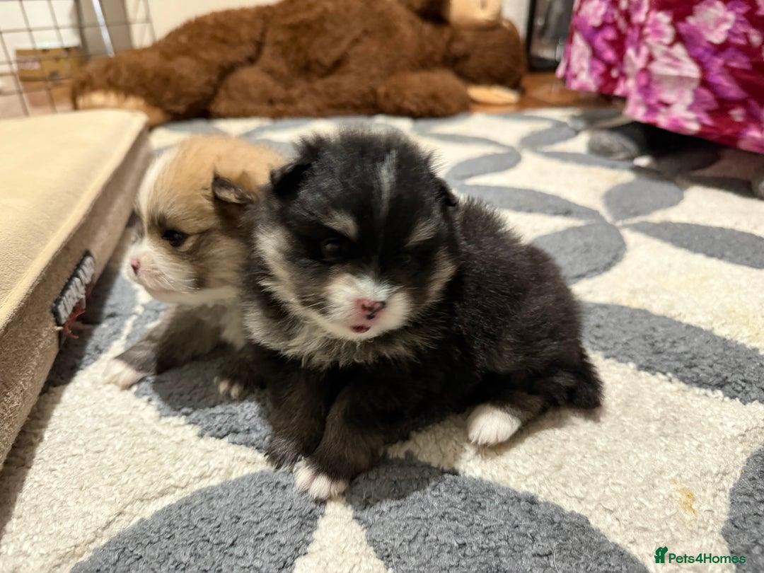 Pomeranian dogs for sale: EXTRA SMALL POMERANIAN PUPPIES  - Advert 2